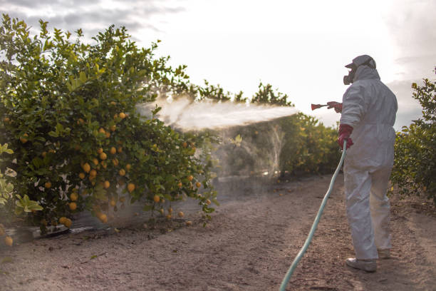 Best Pest Inspection Near Me  in Massanutten, VA