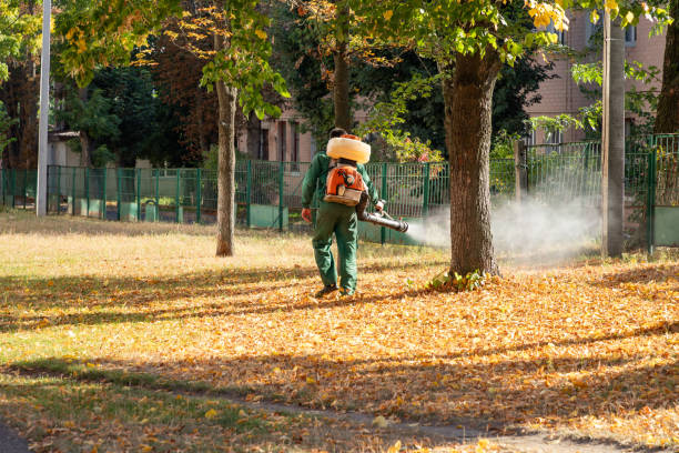 Best Flea Control Services  in Massanutten, VA