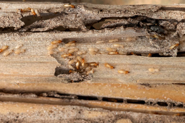 Best Pest Removal Services  in Massanutten, VA