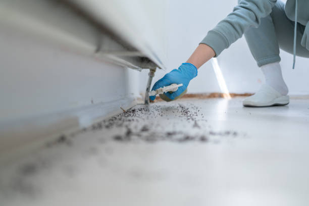 Best Insect Control  in Massanutten, VA
